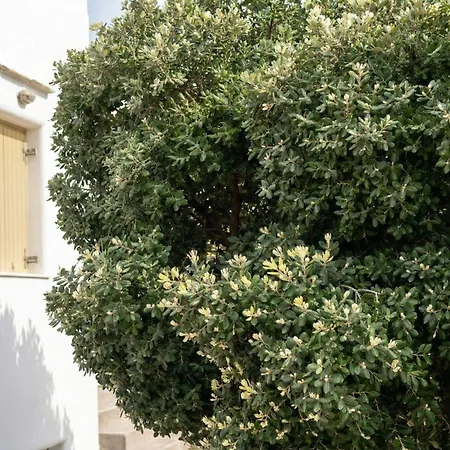Summer Villa